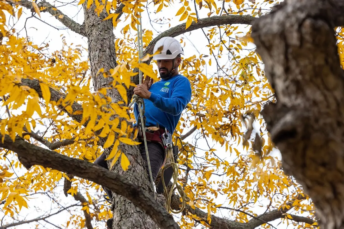 Skilled Tree Transplanting crew working in Dunlap